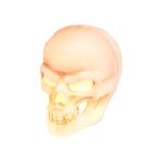LIVARNO Home Beige LED Skull Decor - Image 3