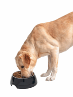 Zoofari Pet Food or Water Bowl - Image 3