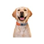 ZOOFARI LED Dog Collar, Large - Image 2