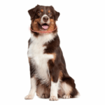 ZOOFARI® LED Dog Collar - Image 2