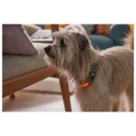 ZOOFARI® LED Dog Collar - Image 2