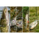 ROCKTRAIL Fishing Hook Set (For Predatory Fish) - Image 2