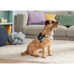 Zoofari Dog Harness - Adjustable - 51-67 CM - Black - Image 2