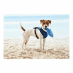zoofari® Dog Harness (M, blue) - Image 2