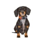zoofari® LED dog collar (M) - Image 2